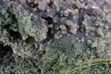 Purple and Green Botryoidal Grape Agate - Indonesia #370410-1